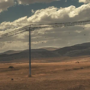 ALIREZAKOUHGASHT.COM0004