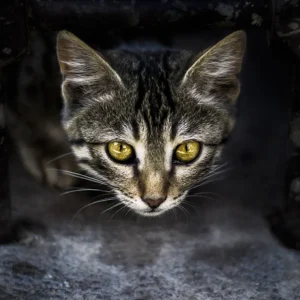 ALIREZAKOUHGASHT.COM0005