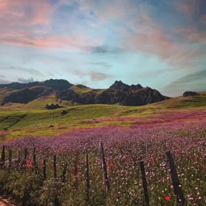 ALIREZAKOUHGASHT.COM0006