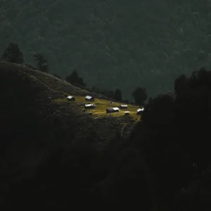 ALIREZAKOUHGASHT.COM0007