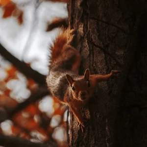 ALIREZAKOUHGASHT.COM0008